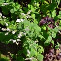 Mentha x rotundifolia ''Apfelminze'